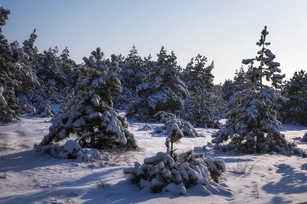 Majestosos Abetos Brancos Cobertos Geada Neve Brilhando Luz Sol Cena — Fotografia de Stock