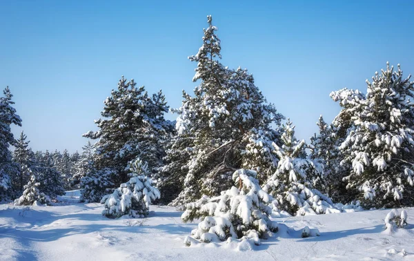 Majestueuze Witte Sparren Bedekt Met Rijm Sneeuw Gloeiende Door Zonlicht — Stockfoto