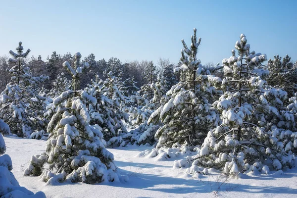 Görkemli Beyaz Ladin Parlak Güneş Işığı Tarafından Hoarfrost Kar Ile — Stok fotoğraf