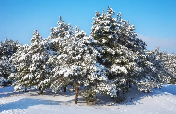 Majestätische Weiße Fichten Mit Raureif Und Schnee Bedeckt Vom Sonnenlicht — Stockfoto