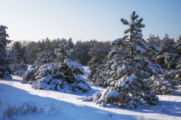 Величественные Белые Ели Покрытые Инеем Снегом Светящиеся Солнечным Светом Живописная — стоковое фото