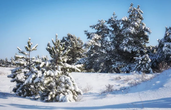 Величественные Белые Ели Покрытые Инеем Снегом Светящиеся Солнечным Светом Живописная — стоковое фото