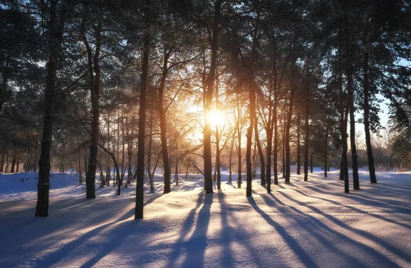 Sunset Winter Forest Landscape Coniferous Forest Beams Sunrise — Stock Photo, Image