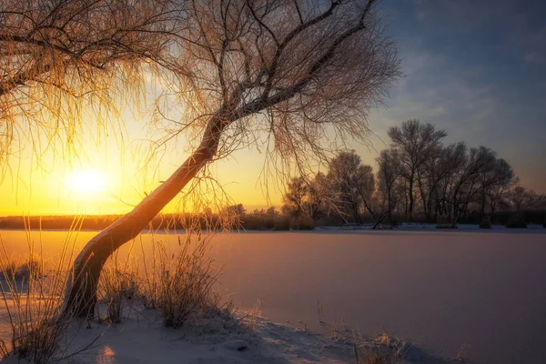 Güzel kış manzarası. Ağaçların dalları hoarfrost ile kaplıdır. Sisli sabah gündoğumu. Akşam, nehir veya göl üzerinde parlak güneş ışığı renkli. 