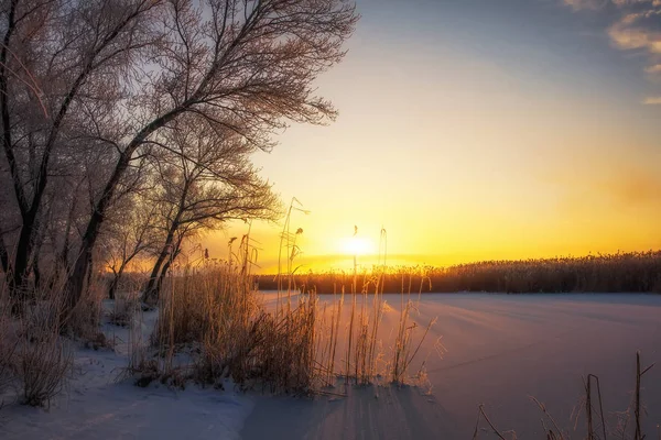 美丽的冬季景观 树木的树枝上布满了霜 雾晨日出 多彩的黄昏 明媚的阳光照耀着河流或湖泊 — 图库照片