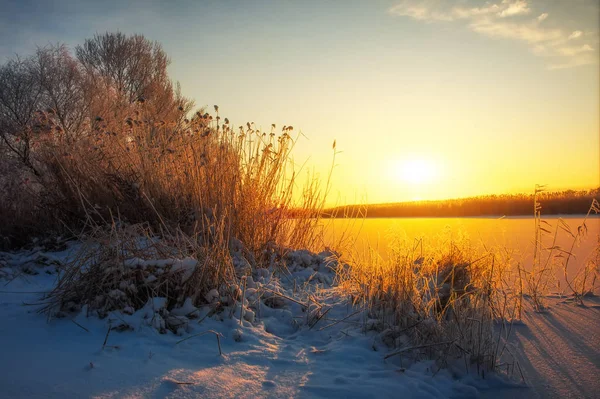 Güzel Kış Manzarası Ağaçların Dalları Hoarfrost Ile Kaplıdır Sisli Sabah — Stok fotoğraf