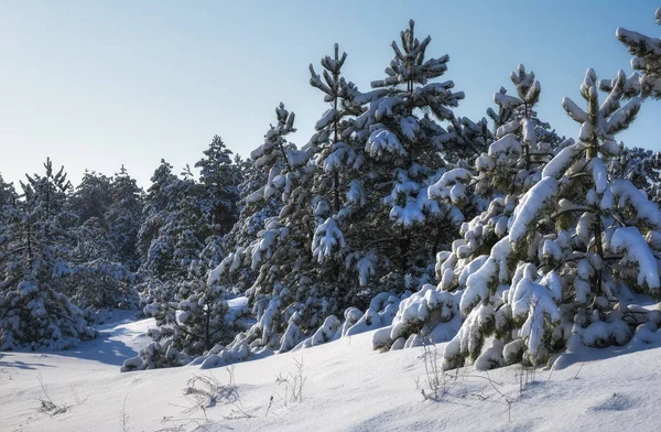 Görkemli beyaz Ladin, parlak güneş ışığı tarafından hoarfrost ve kar ile kaplı. Pitoresk ve muhteşem kış sahne. Mavi tonlama. Yeni Yılınız Kutlu Olsun! Güzellik dünya.