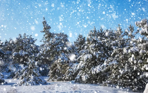 Copos Nieve Cayendo Del Cielo Abeto Cubierto Escarcha Nieve Bosque —  Fotos de Stock