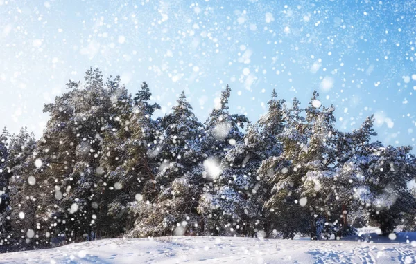 Copos Nieve Cayendo Del Cielo Abeto Cubierto Escarcha Nieve Bosque —  Fotos de Stock