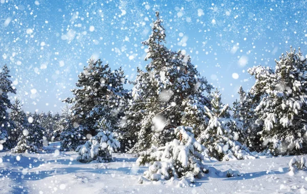 Schneeflocken Fallen Vom Himmel Fichten Mit Raureif Und Schnee Bedeckt — Stockfoto