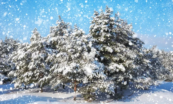 Снежинки Падают Неба Ель Покрытая Инеем Снегом Зимний Лес — стоковое фото