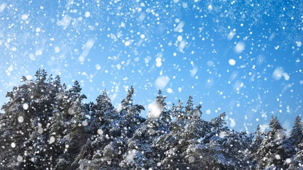 Copos Nieve Cayendo Del Cielo Abeto Cubierto Escarcha Nieve Bosque —  Fotos de Stock