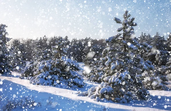 Spadające Nieba Płatki Śniegu Świerki Pokryte Szronu Śniegu Zima Las — Zdjęcie stockowe
