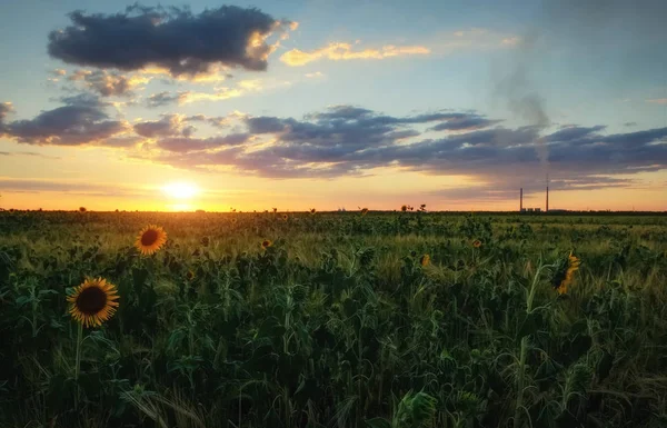 Paysage Estival Coucher Soleil Sur Champ Tournesols — Photo