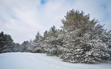 Görkemli beyaz Ladin, parlak güneş ışığı tarafından hoarfrost ve kar ile kaplı. Pitoresk ve muhteşem kış sahne. Mavi tonlama. Yeni Yılınız Kutlu Olsun! Güzellik dünya.