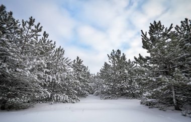 Görkemli beyaz Ladin, parlak güneş ışığı tarafından hoarfrost ve kar ile kaplı. Pitoresk ve muhteşem kış sahne. Mavi tonlama. Yeni Yılınız Kutlu Olsun! Güzellik dünya.