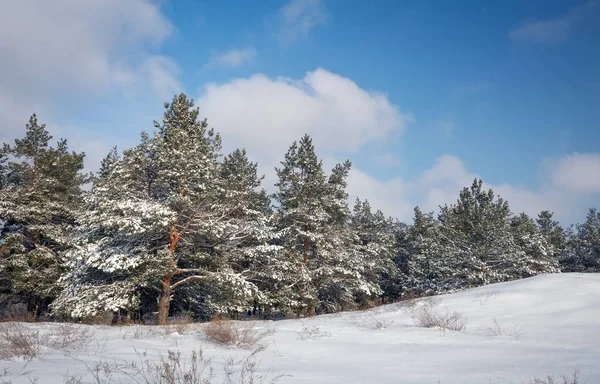 Majestätische Weiße Fichten Mit Raureif Und Schnee Bedeckt Vom Sonnenlicht — Stockfoto