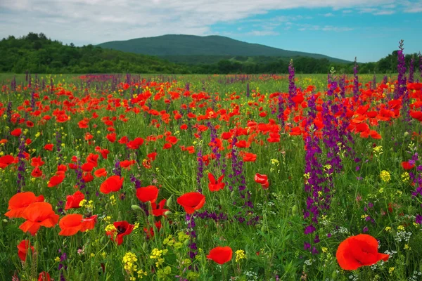 Wiosenne Kwiaty Pole Piękny Krajobraz Skład Charakter — Zdjęcie stockowe