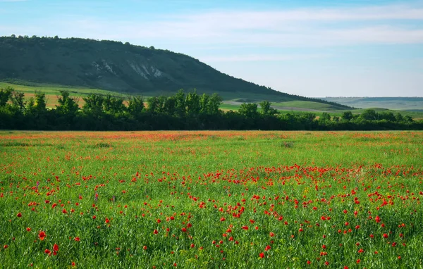 Wiosenne Kwiaty Pole Piękny Krajobraz Skład Charakter — Zdjęcie stockowe