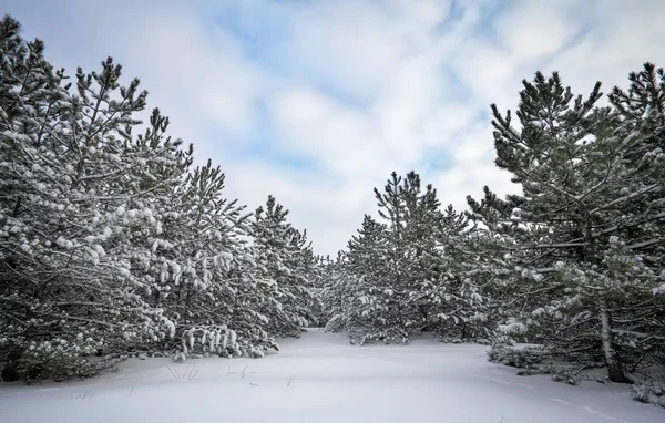 Majestueuze Witte Sparren Bedekt Met Rijm Sneeuw Gloeiende Door Zonlicht — Stockfoto