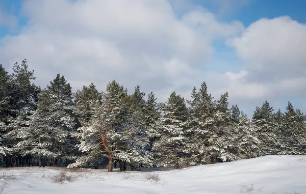 Majestätische Weiße Fichten Mit Raureif Und Schnee Bedeckt Vom Sonnenlicht — Stockfoto