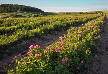 Çiçek pembe Şam roses Bahçesaray, Crimea adlı alan