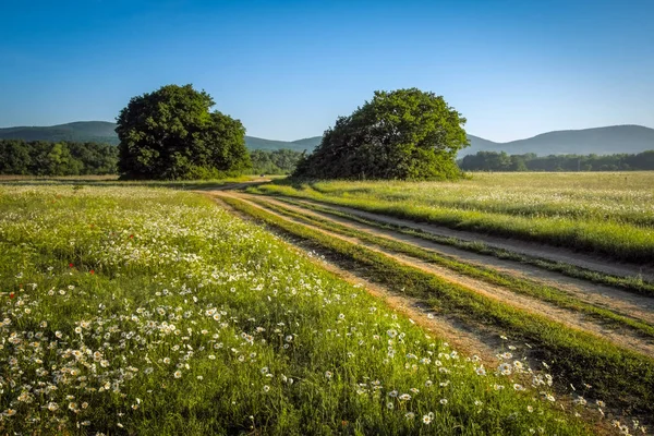 Summer Landscape Green Grass Flowers Road Trees — Stock Photo, Image
