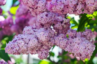 Mayıs da içinde çiçek açan mor Lila bush