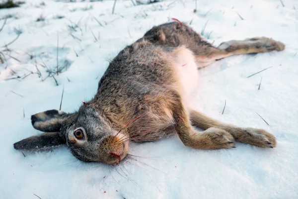 Dead Hare Snow Winter Hunting Hares — Stock Photo, Image