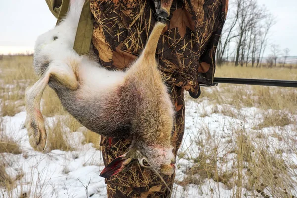 Мисливець Застрелив Зайця Зимове Полювання Принца — стокове фото