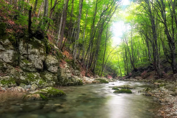 Fiume Immerso Nella Foresta Montana Composizione Della Natura — Foto Stock