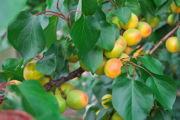 Ветви Абрикоса Плодами Листьями Спелые Абрикосы — стоковое фото
