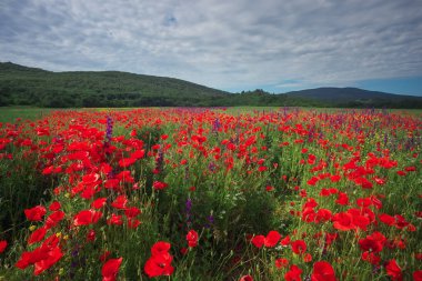Tarlada Çiçekler bahar. Güzel manzara. Nat bileşimi