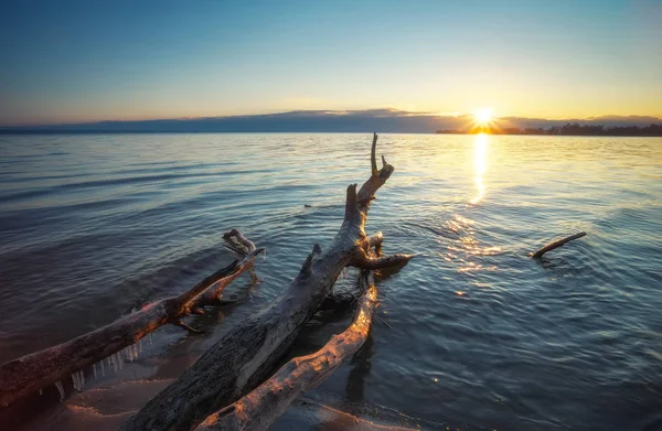 Dead Wood i havet vid solnedgången. En SNAG på sanden på stranden — Stockfoto