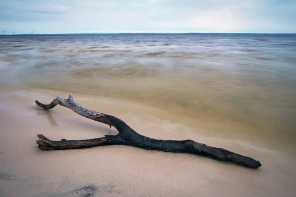 Död ved i havet. En hake på sanden på stranden — Stockfoto