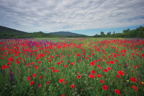 Fiori primaverili in campo. Bellissimo paesaggio. Composizione di nat — Foto Stock