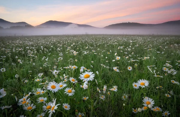 Marguerites dans les champs près des montagnes. prairie avec des fleurs et — Photo