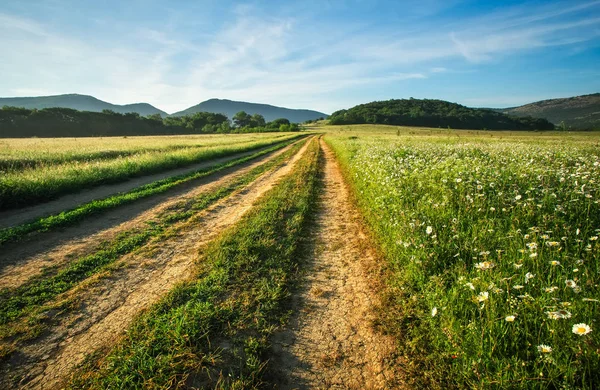 Landschap met vuil weg tussen weide in het voorjaar. Agricultu — Stockfoto