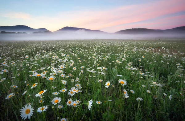 Marguerites dans les champs près des montagnes. prairie avec des fleurs et — Photo