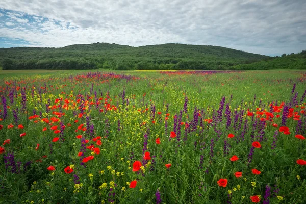Wiosenne kwiaty w pole. Piękny krajobraz. Skład z nat — Zdjęcie stockowe