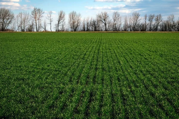 Un campo verde durante il tramonto come sfondo . — Foto Stock