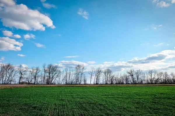 Un campo verde e cielo blu come sfondo . — Foto Stock