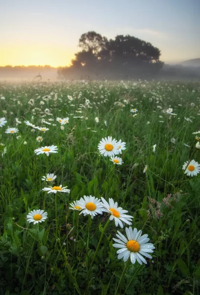 Margeriten auf einem Feld in der Nähe der Berge. Wiese mit Blumen und — Stockfoto