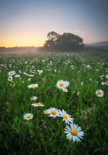 Margeriten auf einem Feld in der Nähe der Berge. Wiese mit Blumen und — Stockfoto