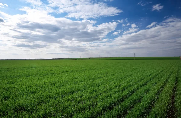 Grünes Feld und blauer Himmel mit leichten Wolken — Stockfoto