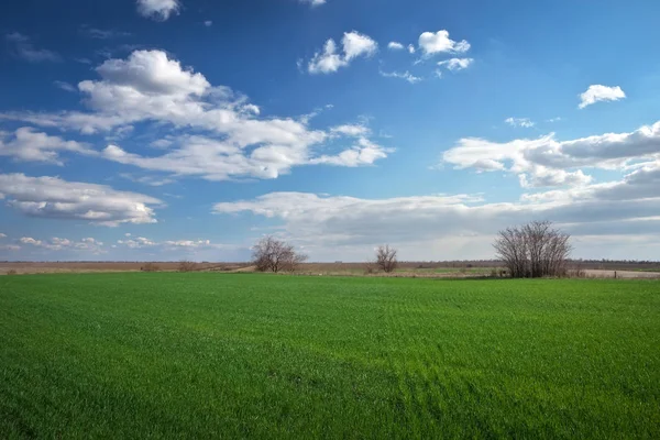 Zielone pole i błękitne niebo z lekkimi chmurami — Zdjęcie stockowe
