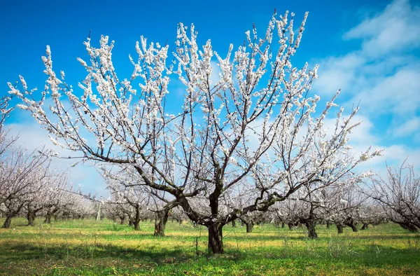 Цветущие абрикосовые деревья в саду. Прекрасный весенний пейзаж — стоковое фото