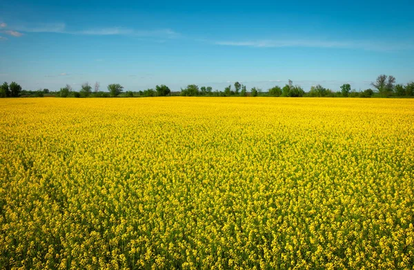 Gelber Feldraps blüht. Weitwinkelaufnahme eines schönen f — Stockfoto