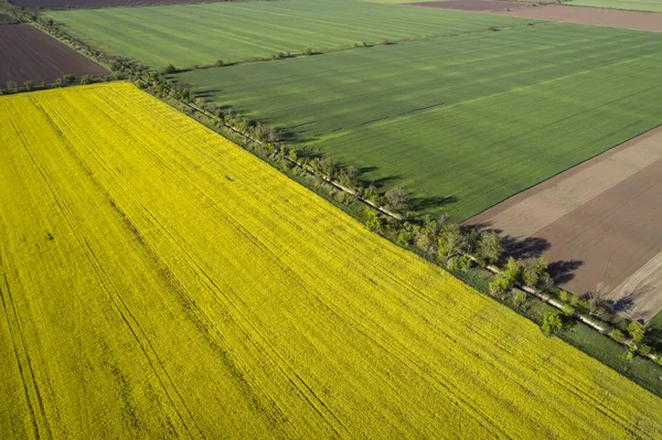Vackra gula och gröna fält, utsikt från luften. — Stockfoto