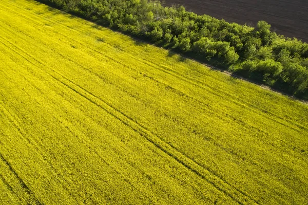 Żółte pole gwałtu, widok z lotu ptaka. — Zdjęcie stockowe